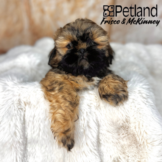 [#2557-01] Gold M Shih Tzu Puppies for Sale