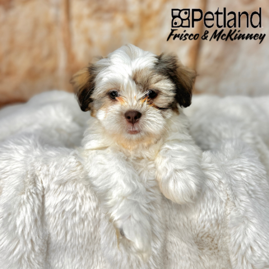 [#2558-04] Gold / White F Teddy Bear Puppies for Sale