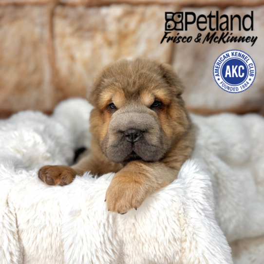 [#256-03] Blue Fawn M Chinese Shar-Pei Puppies for Sale