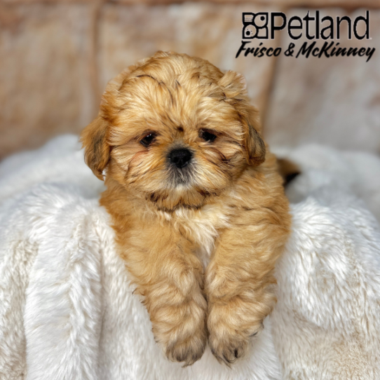[#2557-02] Gold M Shih Tzu Puppies for Sale