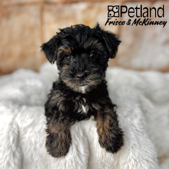 [#M03517] Black and Tan M Yorkiepoo Puppies for Sale