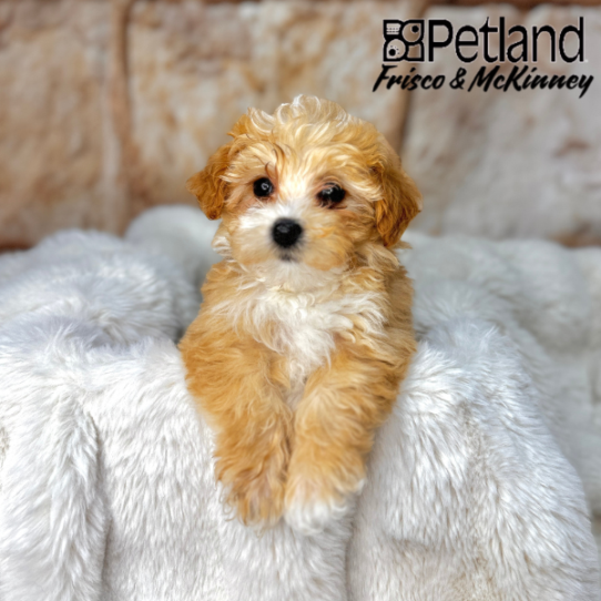 [#M02540] Apricot F Mini Whoodle Puppies for Sale