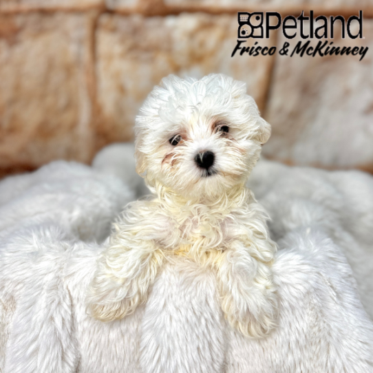 [#M02738] White M Maltese Puppies for Sale