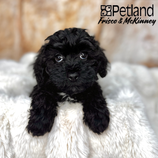 [#2555-03] Black Sable M Havapoo Puppies for Sale
