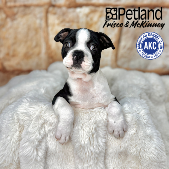 [#M02710] Black and White M Boston Terrier Puppies for Sale