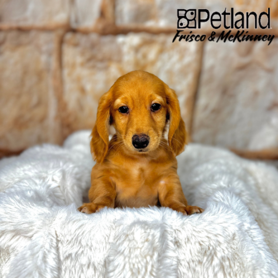 [#M02672] Red M Dachshund Puppies for Sale