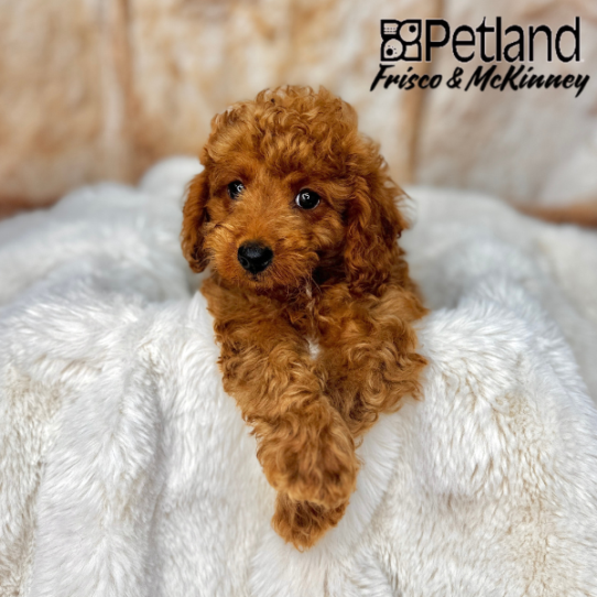 [#2556-02] Red M Poodle Puppies for Sale