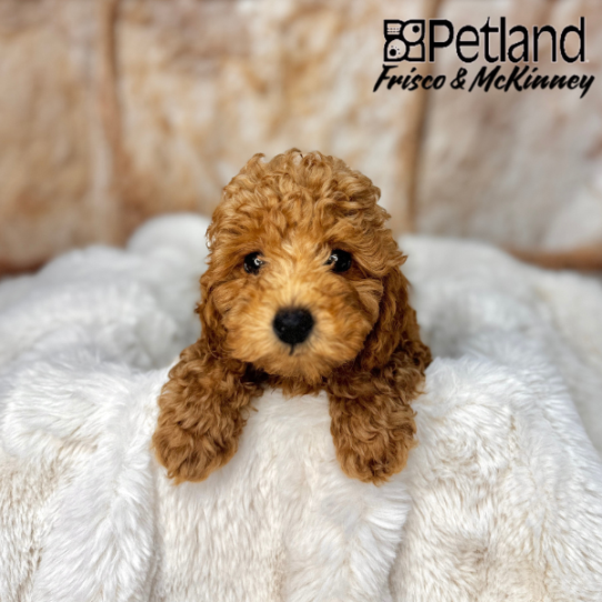 [#2556-03] Red M Poodle Puppies for Sale