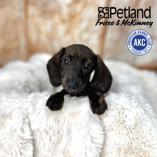 [#M02634] Brindle F Dachshund Puppies for Sale