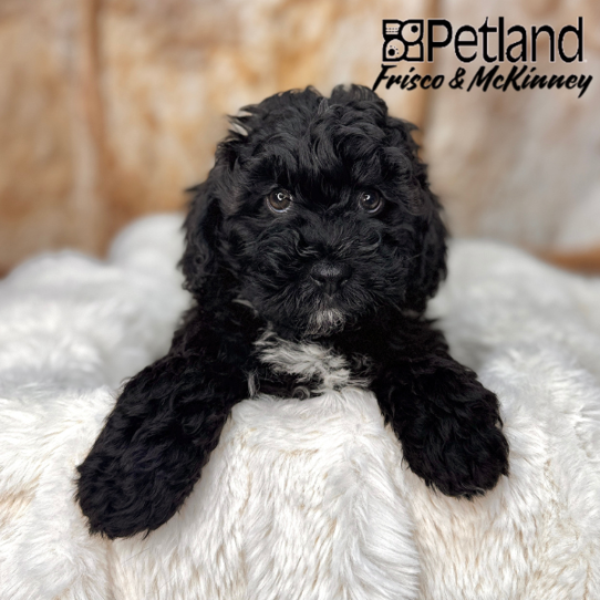 [#2555-03] Black Sable M Havapoo Puppies for Sale