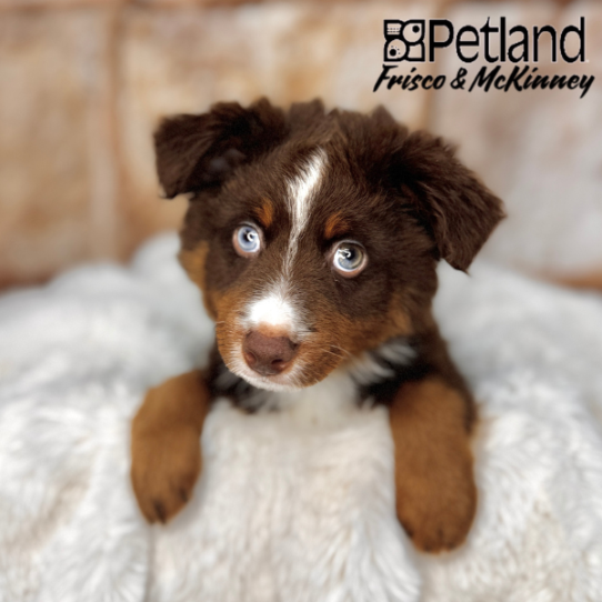 [#M02591] Red and Tan M Toy Australian Shepherd Puppies for Sale