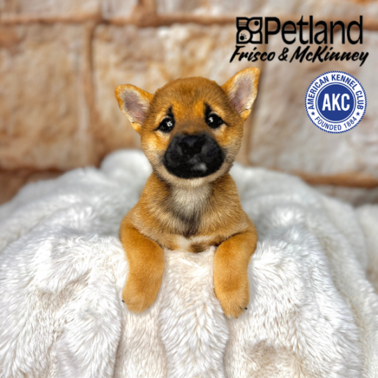 [#M02701] Red M Shiba Inu Puppies for Sale