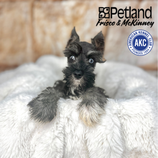 [#M02628] Black and Silver M Miniature Schnauzer Puppies for Sale