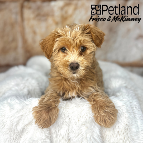 [#M03522] Red M Yorkiepoo Puppies for Sale