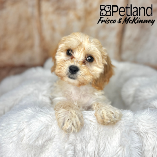 [#M02660] Cream F Cavachon Puppies for Sale