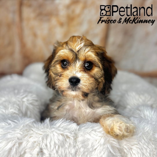 [#M02659] Sable M Cavachon Puppies for Sale