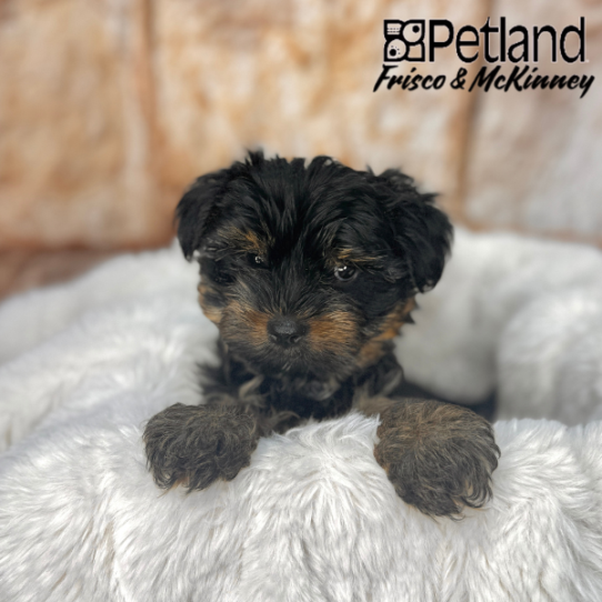 [#M02529] Black and Tan M Yorkshire Terrier Puppies for Sale