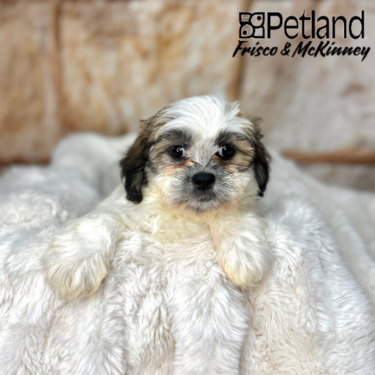 [#2558-05] Gold / White F Teddy Bear Puppies for Sale