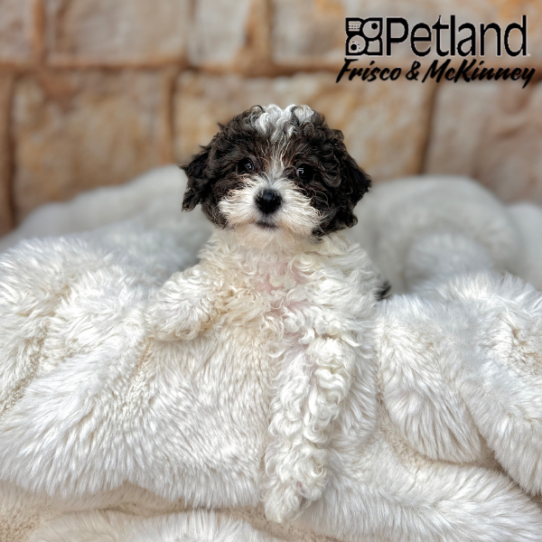 [#M02896] Blue and White F Bichon Poo Puppies for Sale