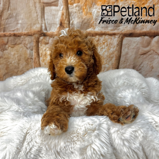[#M02813] Red M Cavapoo F1B Puppies for Sale