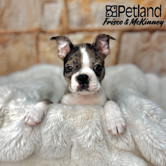 [#M03536] Blue Merle and White M Boston Terrier Puppies for Sale