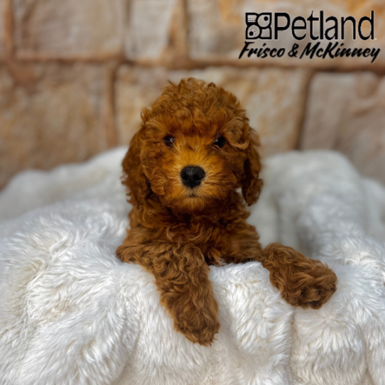 [#M02814] Red F Cavapoo F1B Puppies for Sale