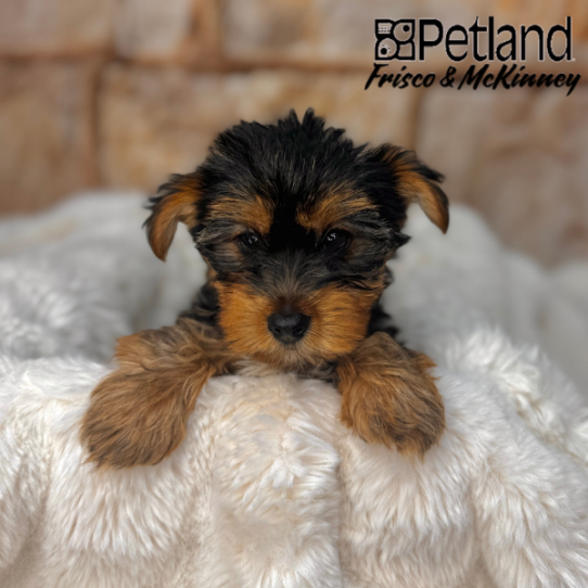 [#M03277] Black and Tan F Yorkshire Terrier Puppies for Sale