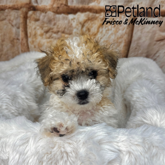 [#M02897] Brown and White M Bichon Poo Puppies for Sale