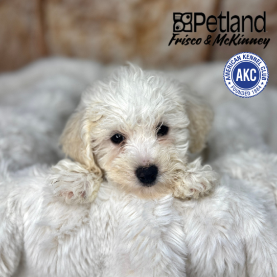 [#M02825] White F Bichon Frise Puppies for Sale