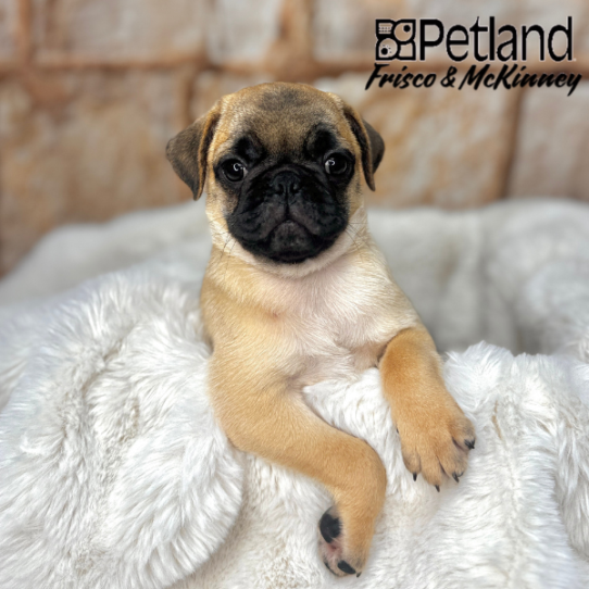 [#M04839] Fawn M Pug Puppies for Sale