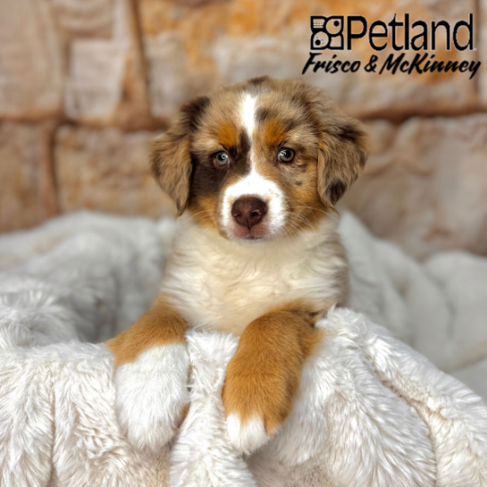 [#M02772] Red Merle F Australian Shepherd Puppies for Sale