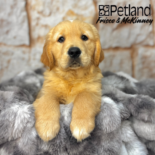 [#251216-02] Golden M Golden Retriever Puppies for Sale