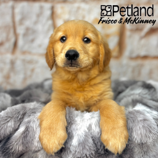 [#251216-03] Golden M Golden Retriever Puppies for Sale