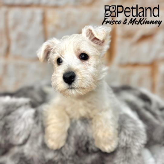 [#251210-01] White M West Highland White Terrier Puppies for Sale