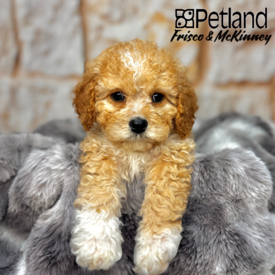 [#251184-03] Apricot M Cavachon Puppies for Sale