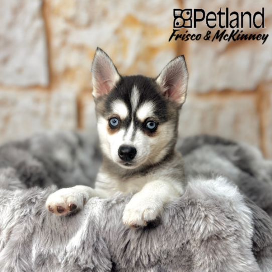 [#251211-03] Black / White F Alaskan Klee Kai Puppies for Sale