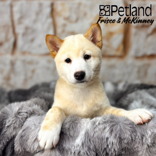 [#251132-01] Cream M Shiba Inu Puppies for Sale