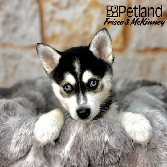 [#251212-02] Black / White M Alaskan Klee Kai Puppies for Sale