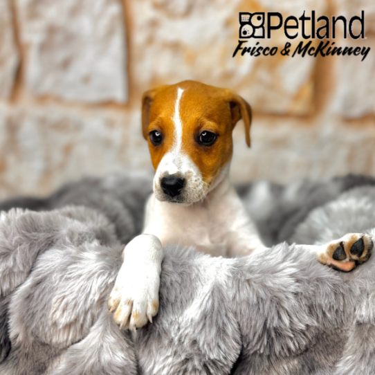 [#251162-03] Tan / White M Jack Russell Terrier Puppies for Sale