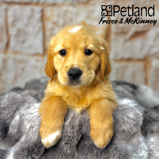 [#251216-08] Golden F Golden Retriever Puppies for Sale