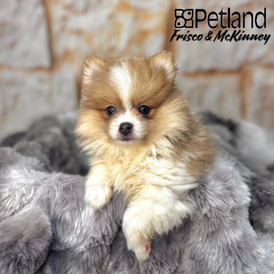 [#251205-02] Orange F Pomeranian Puppies for Sale