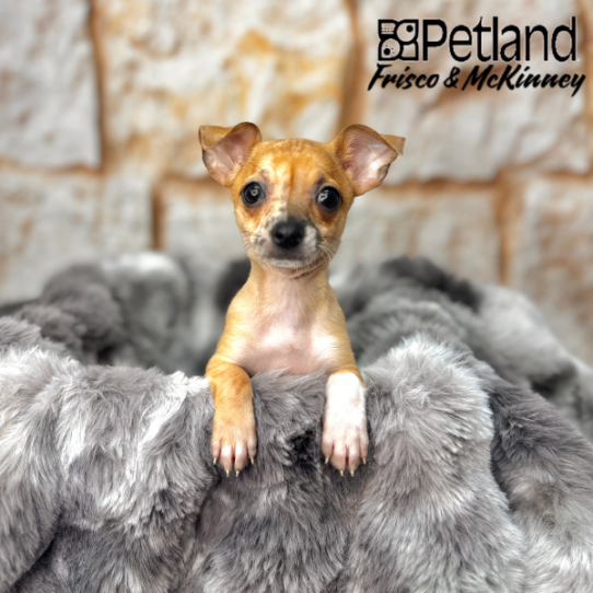 [#251176-01] Fawn F Chihuahua Puppies for Sale