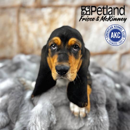 [#M03810] Black Tan and White M Basset Hound Puppies for Sale