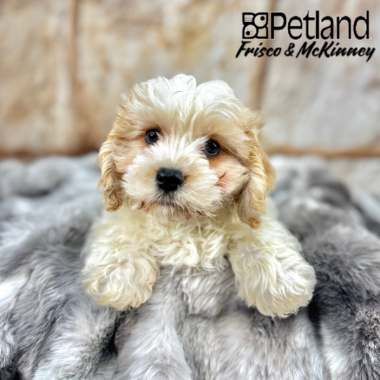 [#2570-01] Red / White F Cavachon Puppies for Sale