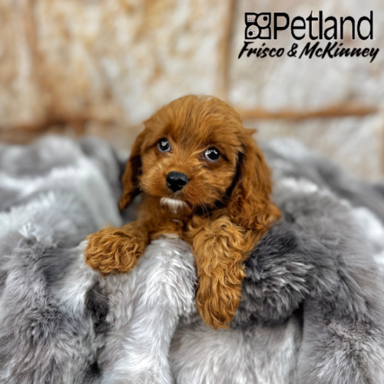 [#2572-02] Red M Cavapoo Puppies for Sale