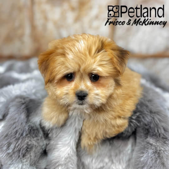 [#25262-02] Gold M Shipom Puppies for Sale