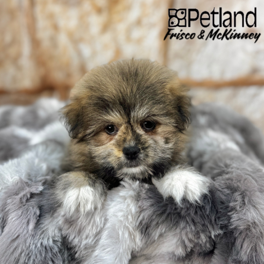 [#25262-01] Sable M Shipom Puppies for Sale
