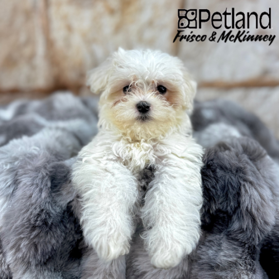 [#M04187] White F Maltese Puppies for Sale