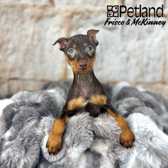 [#251229-02] Brown / Tan M Miniature Pinscher Puppies for Sale