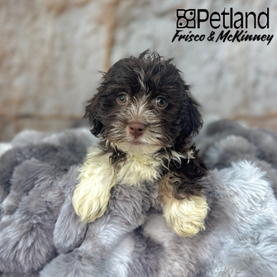 [#251239-03] Chocolate M Havanese Puppies for Sale